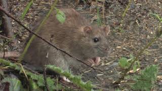 The Brown Rat - The British Mammal Guide