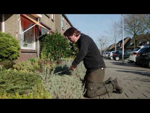 Video: Geurende Lavendel