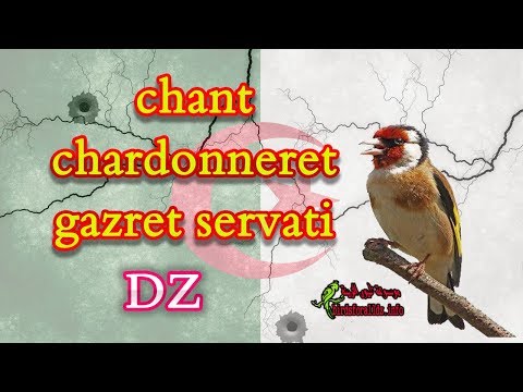 TÉLÉCHARGER CHANT CHARDONNERET ALGERIEN MP3 GRATUIT CHANT CHARDONNERET GRATUIT TÉLÉCHARGER ALGERIEN MP3