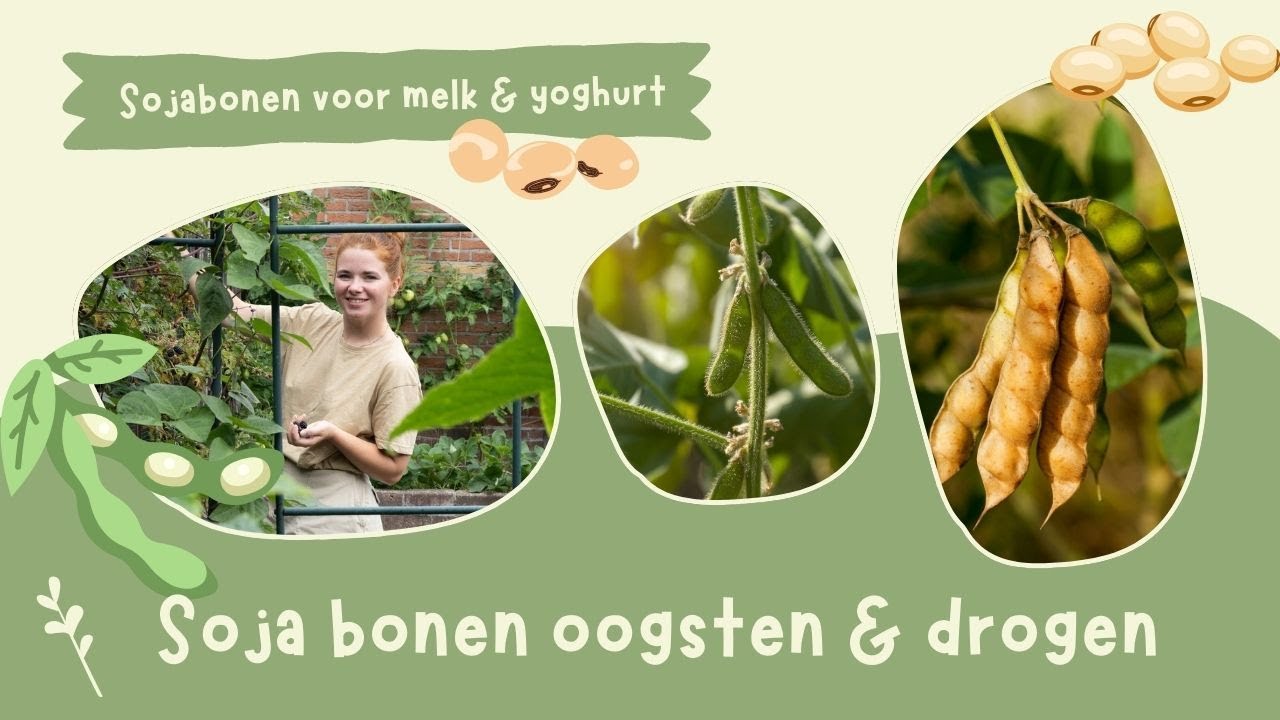 Sojabonen/edamame oogsten & drogen | Houtsnippers in de moestuin