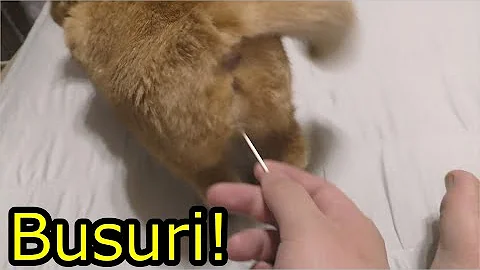ねこ発情期綿棒を刺す ねこ発情期綿棒を刺す