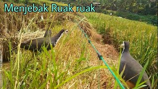 JEBAK RUAK RUAK