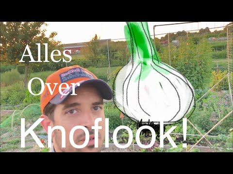 Video: Niet alle knoflook is goed voor je