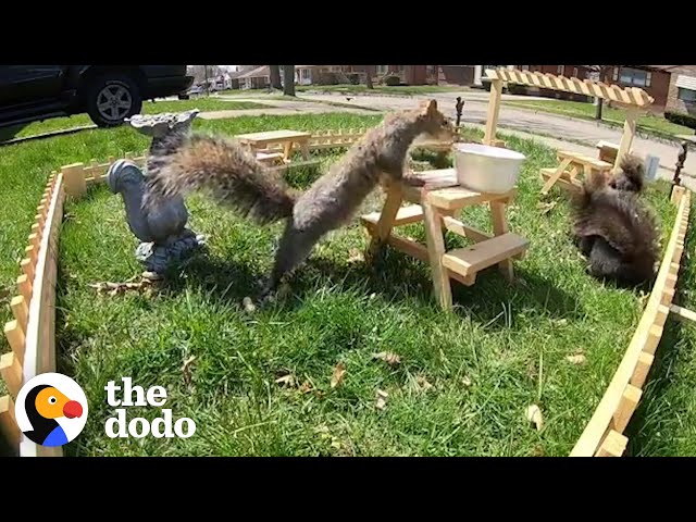 Guy Builds Tiny Restaurant for Neighborhood Wildlife...See What Happens Next | The Dodo