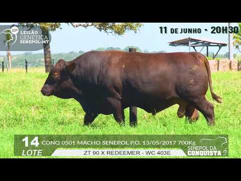 LOTE 14   CONQ 501