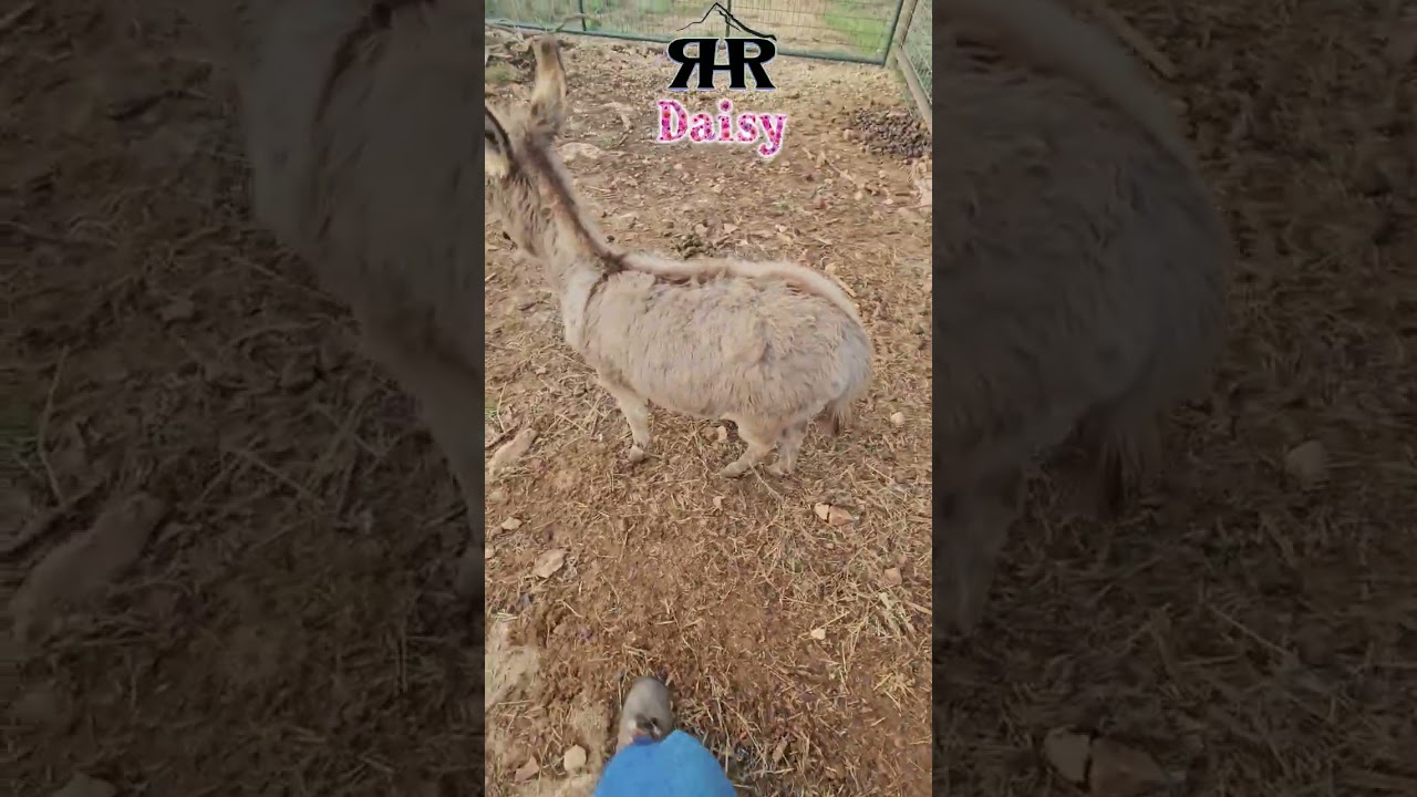 День 99: Управление стадом во время кормления 🐴💕 Мисс Дейзи у кормушки!