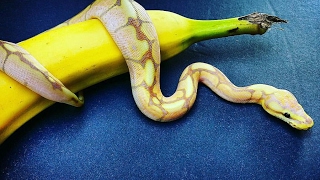 🍌 BANANA SPIDER - Ball Python 🔥