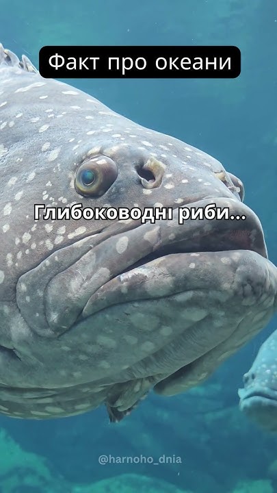 Глибоководні риби… - YouTube