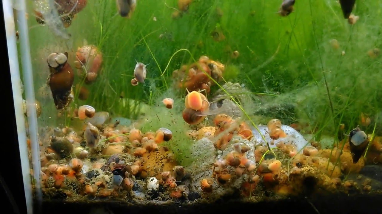 餌に群がるラムズホーンの稚貝達 Youtube