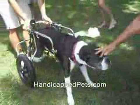 Paralyzed Dog - 1st steps in HandicappedPets.com Wheelchair