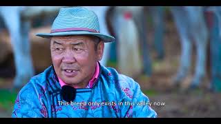 Mongolian shaman. Маанар. Дархад цагаан адуу.Самгалдай, https://www.facebook.com/samgaldai/