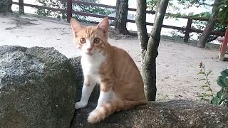 恐がり、でも興味津々。白チャトラ猫ちゃんが可愛すぎる。