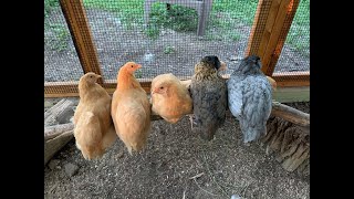 Meet My Chickens: Buff Orpington & Easter Egger Chicks: 2 days to 1 year old