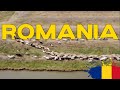 Sheep herding from above  romania   4k drone footage