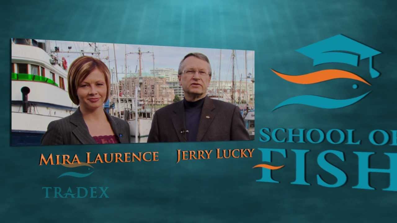 School of Fish - Introduction