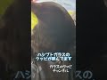 カラスにカーカー鳴いてとお願いしたらヤダ‼と言われましたwあまったれカラスのラビちゃん@crow9 2022/3/7撮影