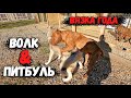 Питбуль & Волк. Волчица выбирает только Графа ЭКСПЕРИМЕНТ. Луна хочет убить Колобка. Нападение Волка