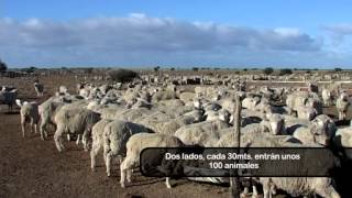 Suplementación a campo de ovejas preñadas