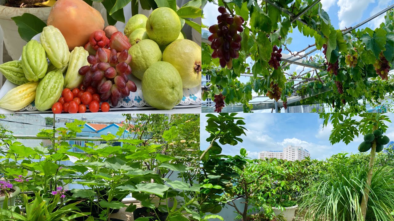 Vườn cây trái xanh mướt trên sân thượng 65m2 nhìn mê luôn