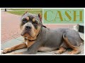 CASH | 8 MONTH OLD AMERICAN BULLY | OBEDIENCE TRAINING