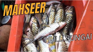 MELAWAN ARUS DERAS SUNGAI MENJALA IKAN SEMAH MAHSEER!