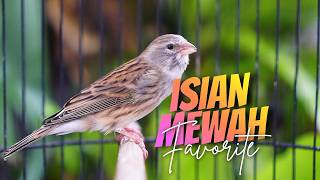 Download lagu ISIAN MEWAH FAVORITE KICAU MANIA! Masteran Kenari Gacor Isian Blackthroat GACOR DURASI PANJANG