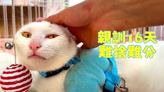 [CC SUB] On the 16th day of socialization training, the cat suddenly rubbed against its owner
