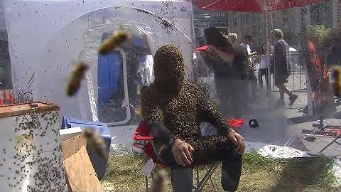 An "un-bee-lievable" attempt at a Guinness World Record