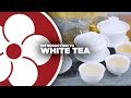 What is WHITE TEA?