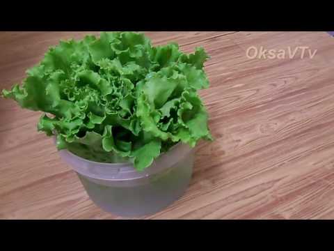 Как удалить горечь из листового салата. How to remove bitterness from leaf lettuce.