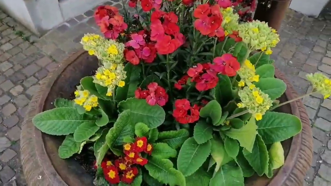 15.04.2022 - Castle Kasteln - Oberflachs - (Gemeinde : Schinznach) - Aargau - Switzerland 🇨🇭