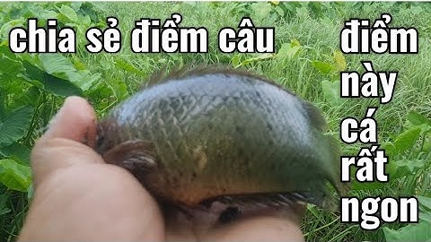 câu cá rô đồng, con kênh KHU CÔNG NGHIỆP toàn cá rô mề TO  va MẬP BÉO