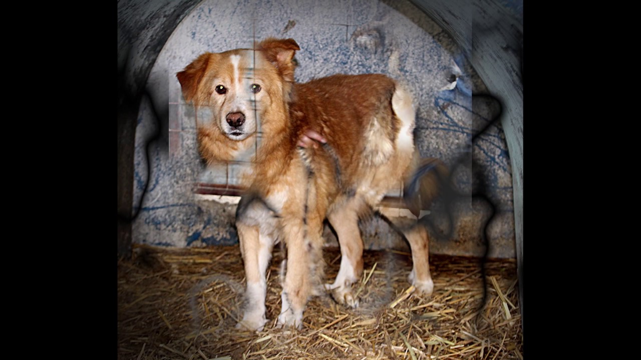 Hunde Hunde und noch mehr Hunde ;) YouTube