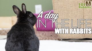 A Day In The Life - With Rabbits