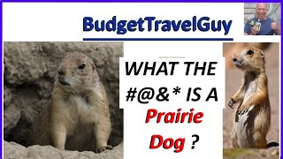  What are Prairie Dogs?  Where Do You Find Them? Why Do They Bark? What Do They Eat? Truth/Myths