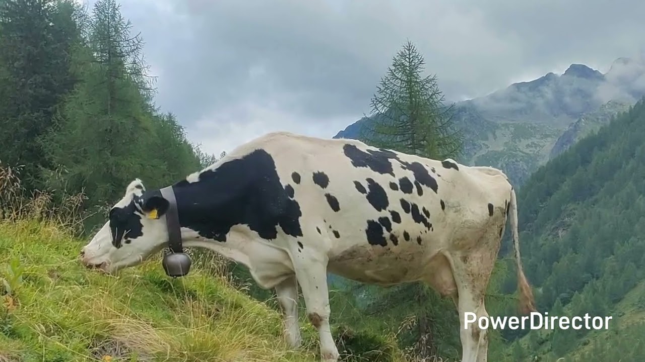 06.08.2025 giro delle malghe della Val Cercen