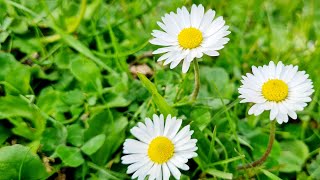 Baharın Güzelliği...