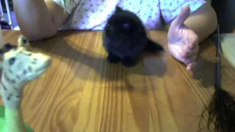 Video 2388401: exotic shorthair kitten, exotic shorthair black