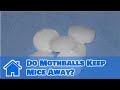 Getting Rid of Mice : Do Mothballs Keep Mice Away?