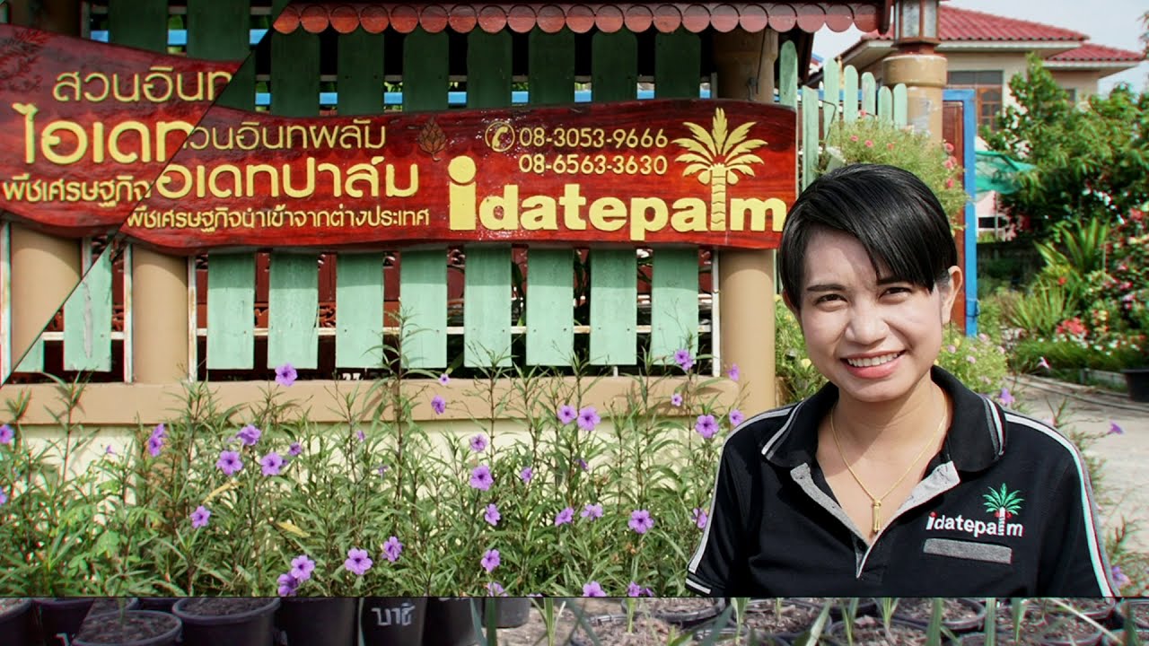 idatepalm.com  ep.12 ปลูกอินทผลัมแล้วจะเอาลูกไปขายที่่ไหน  ใครจะซื้อ