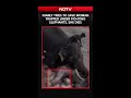 Family Tries To Save Woman Trapped Under Fighting Elephants, She Dies
