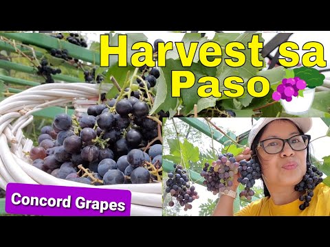Video: Pumili ng Iyong Sariling Muscadine Grapes sa North Carolina