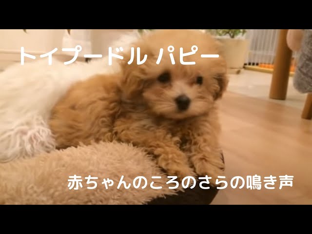赤ちゃんプードル パピーの頃のサラの鳴き声 017 Youtube 赤ちゃんプードル パピーの頃のサラの鳴き声 017 Youtube