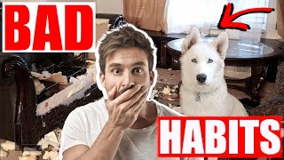 5 BAD HABITS Siberian Huskies Have!!!