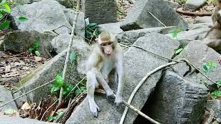 Cute Baby Animals Monkey Waiting Brother by Baby Monkey 227 views 4 weeks ago 10 minutes, 26 seconds