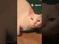 Spock says hi #cats #catvideos #spock #rescue #support #animals #funny #capcut #whitecat