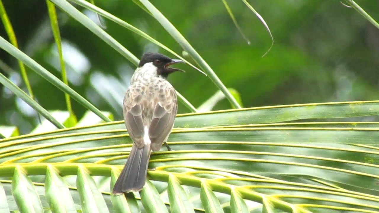 finches wild life looking for food
