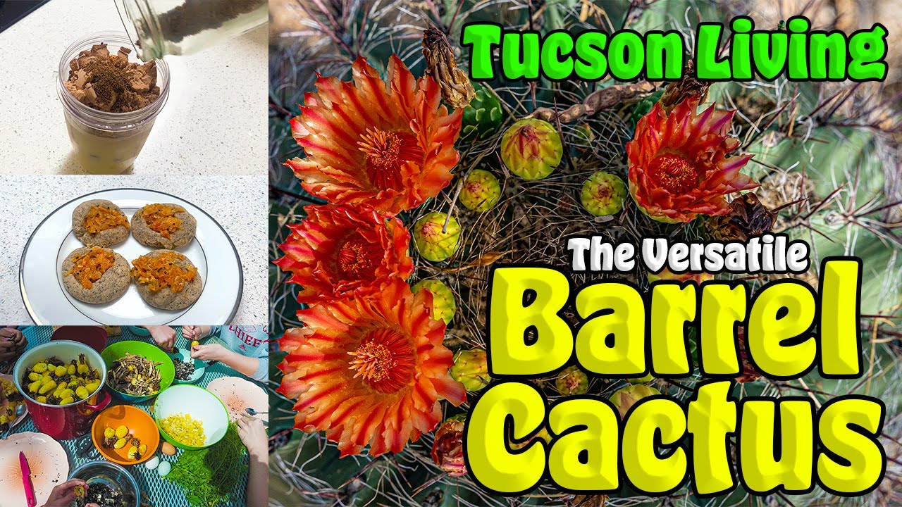 Barrel Cactus Harvest and Uses | Tucson Arizona