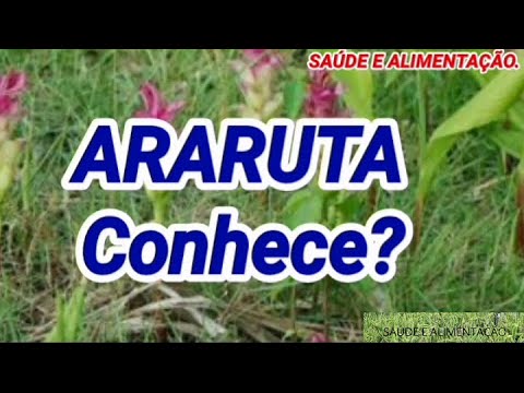 Vídeo: Folhas Brilhantes De Araruta