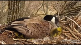 Decorah Eagles~Five Goslings-One Escapee On the Move_4.27.22💕